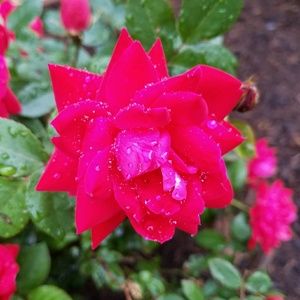 Meet your Posher, Naomi